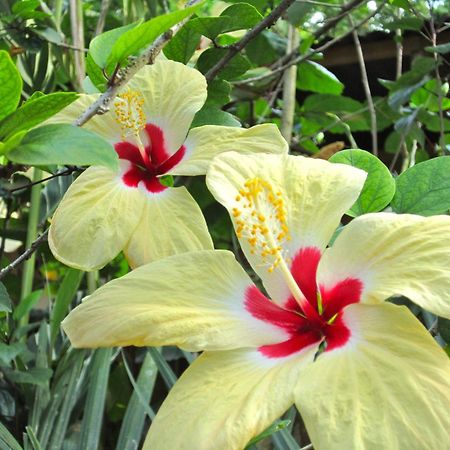 Physis Caribbean Bed & Breakfast Puerto Viejo de Talamanca Buitenkant foto