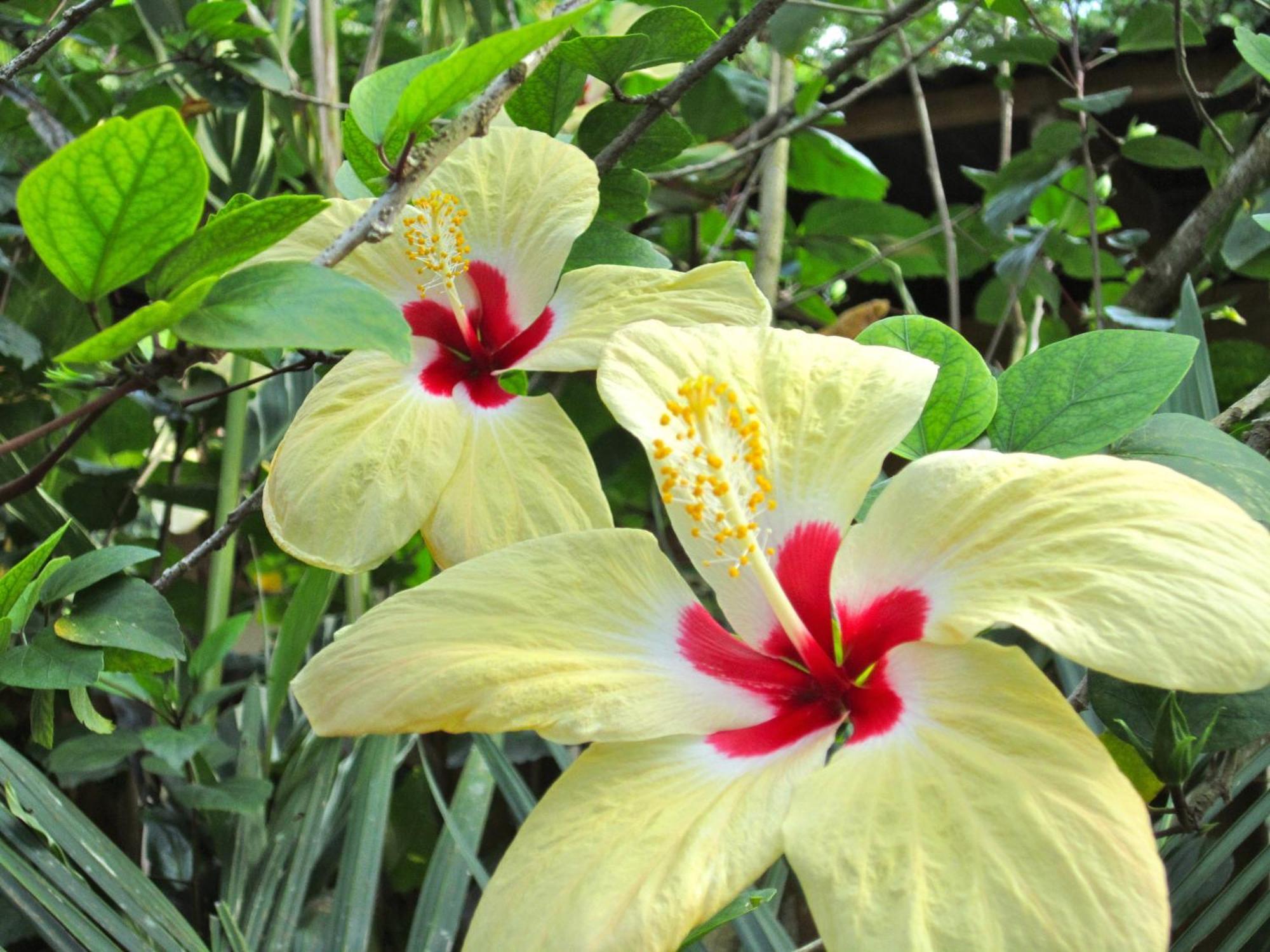 Physis Caribbean Bed & Breakfast Puerto Viejo de Talamanca Buitenkant foto